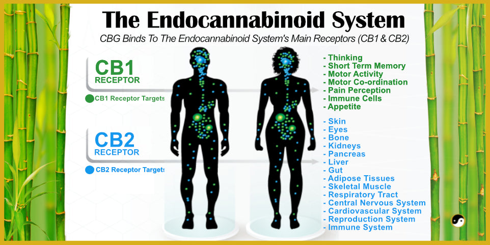 CBG binds to the Endocannabinoid System's main receptors CB1 and CB2. Every human has an ECS for homeostasis.