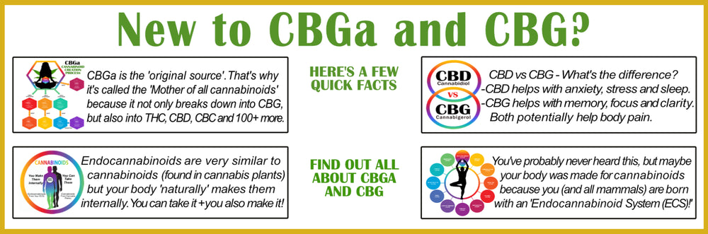 CBD versus CBG, CBGa is the original source, Endocannabinoids are very similar to cannabinoids, What is the ECS?