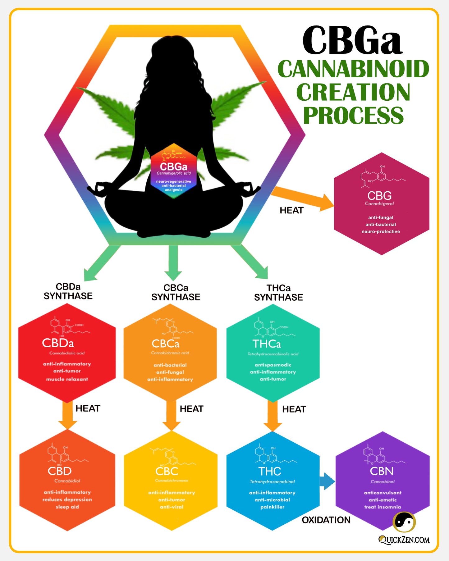 New to CBG? The cannabinoid creation process. CBD, THC, CBG, CBN and everything else is created from CBGa.